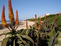 Jeffreys Bay